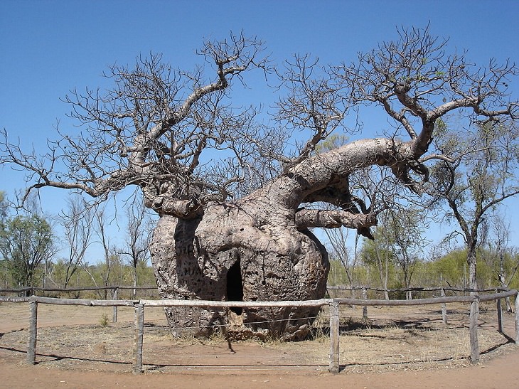 Unusual Trees Boab Prison Tree