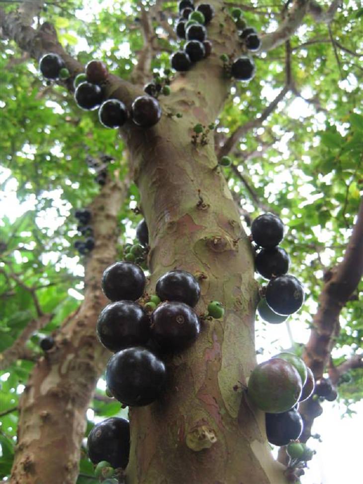 Jabuticaba Unusual Trees