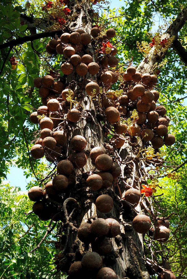 Cannonball Tree Unusual Trees