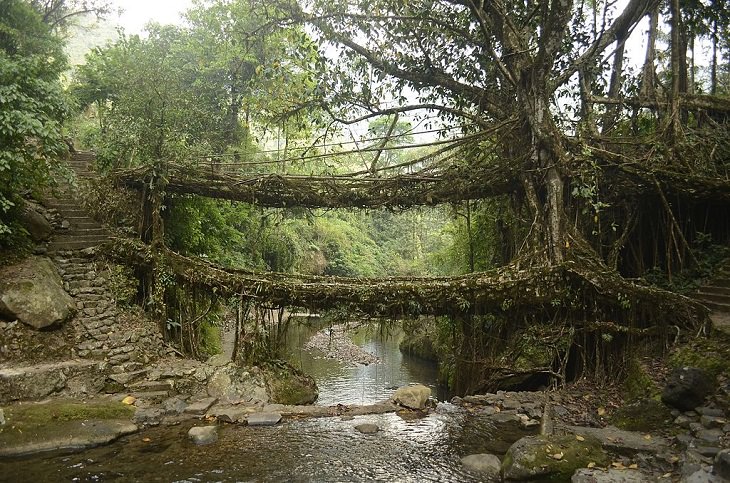 Root Bridges Unusual Trees