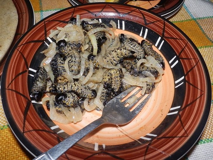 Strange, weird, odd and unusual foods, recipes and ingredients from different countries around the world, Mopane worms, large edible caterpillars of Emperor moths native to and consumed in Southern Africa, full of meat and said to be a great source of protein