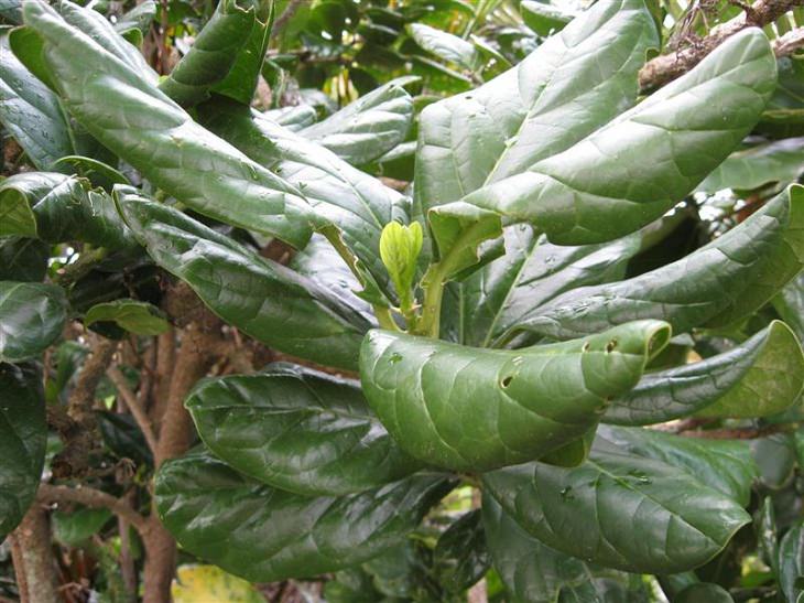 Pennantia baylisiana Unusual Trees