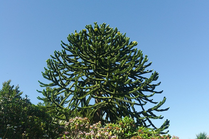 Monkey Puzzle tree