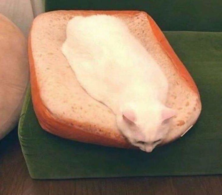 Pictures and photographs of cats that look like or resemble different types of food, cat that looks like melted cheese on bread