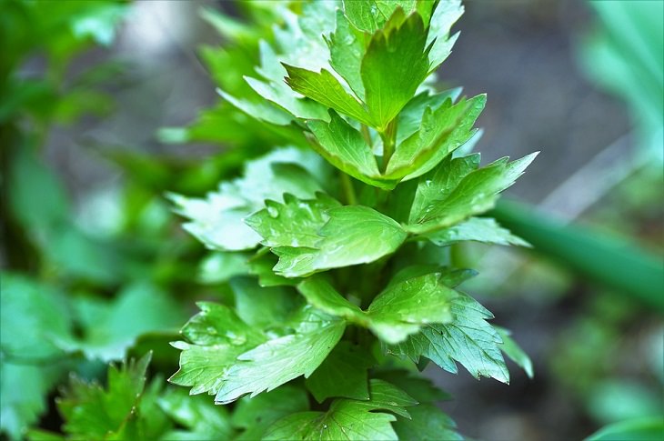 Lovage Perennial Vegetables