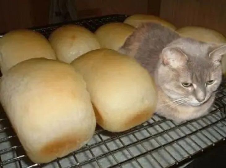Pictures and photographs of cats that look like or resemble different types of food, cat that looks like a loaf of bread