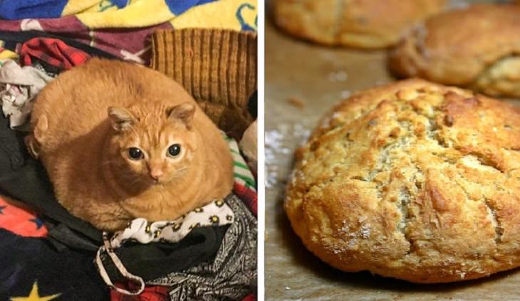 Pictures and photographs of cats that look like or resemble different types of food, cat looks like potato roll