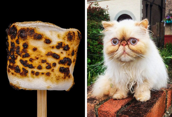 Pictures and photographs of cats that look like or resemble different types of food, White and brown cat resembling roasted marshmallow