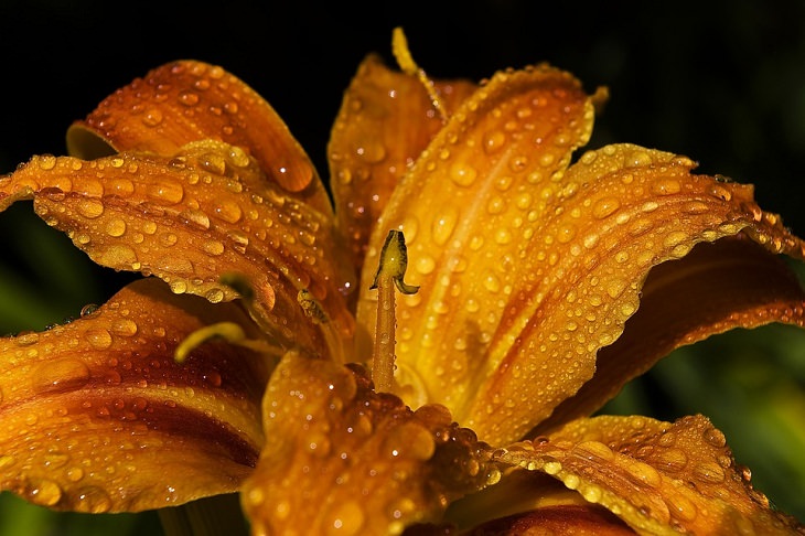 Perennial Vegetables Daylilies 