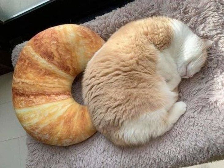 Pictures and photographs of cats that look like or resemble different types of food, cat that looks like a croissant