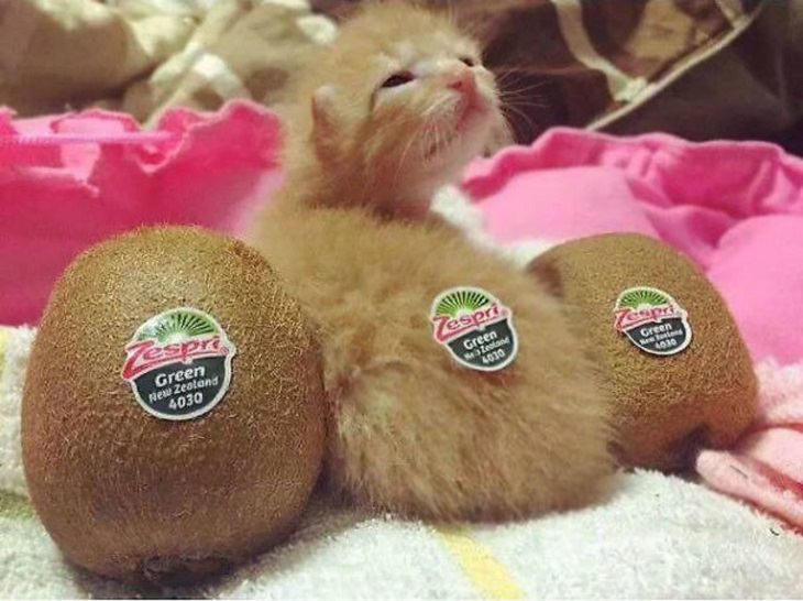 Pictures and photographs of cats that look like or resemble different types of food, a kitten that resembles a kiwi