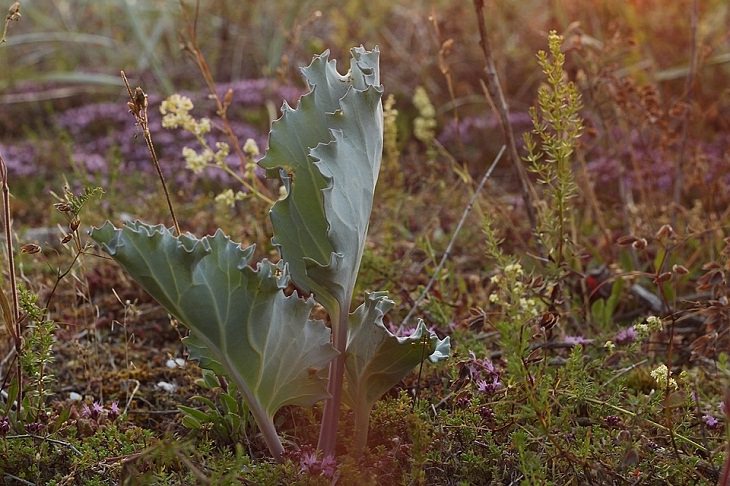 Sea Kale Perennial Vegetables