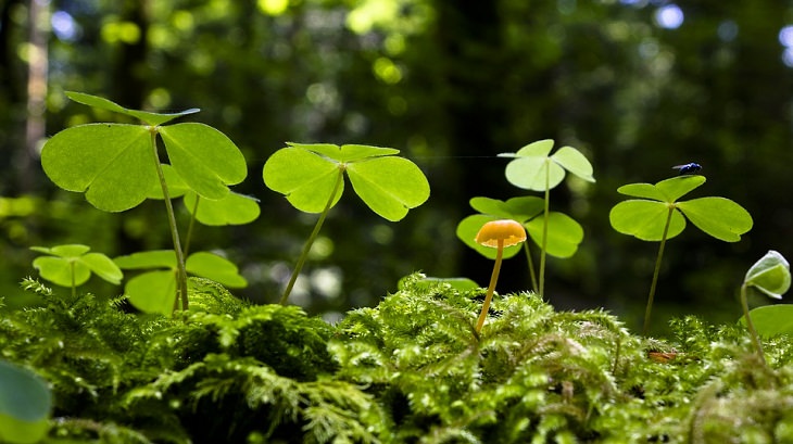 Sorrel Perennial Vegetables