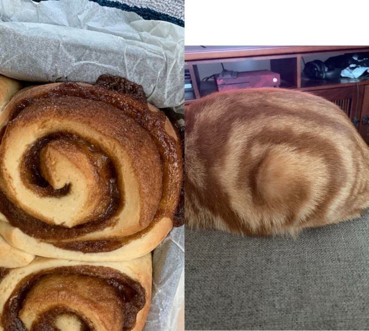 Pictures and photographs of cats that look like or resemble different types of food, cats butt looks like homemade cinnamon buns