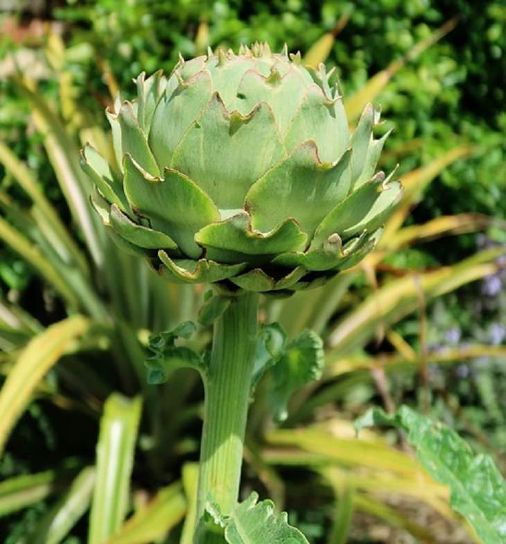 Globe artichoke Perennial Vegetables