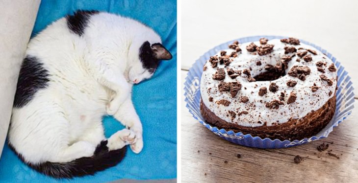 Pictures and photographs of cats that look like or resemble different types of food, cat that looks like an oreo donut / doughnut