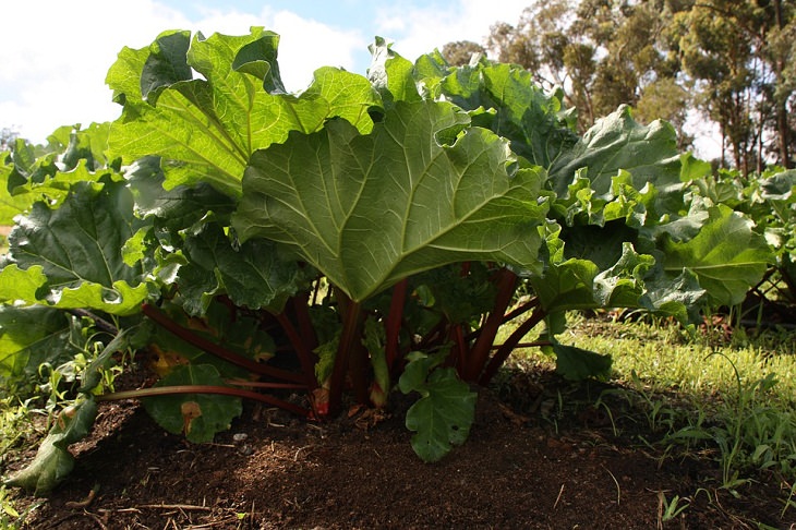 Rhubarb Perennial Vegetables