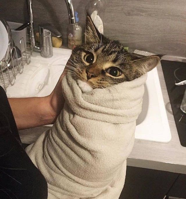 Pictures and photographs of cats that look like or resemble different types of food, cat wrapped in a towel that looks like a burrito