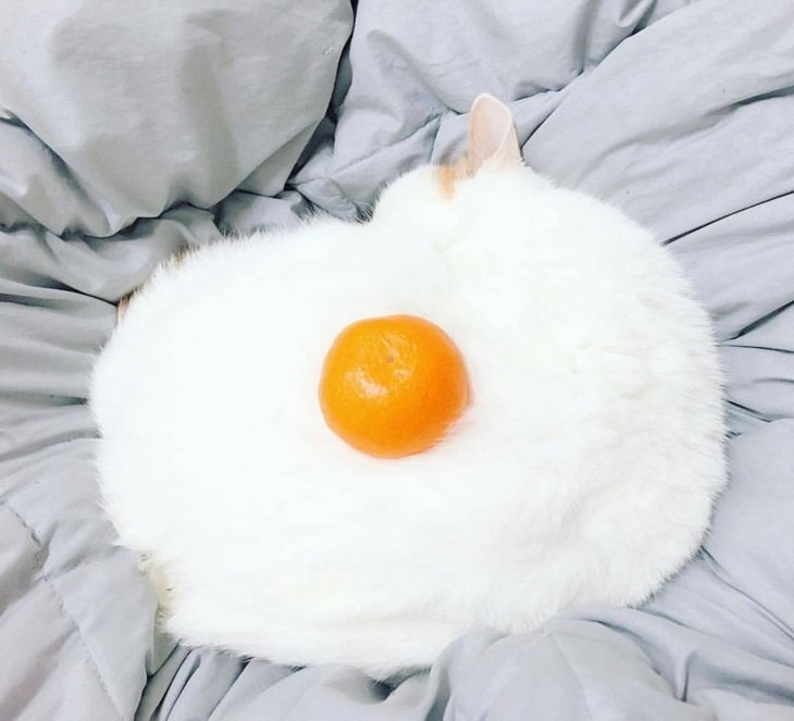 Pictures and photographs of cats that look like or resemble different types of food, Cat looks like sunny side up egg