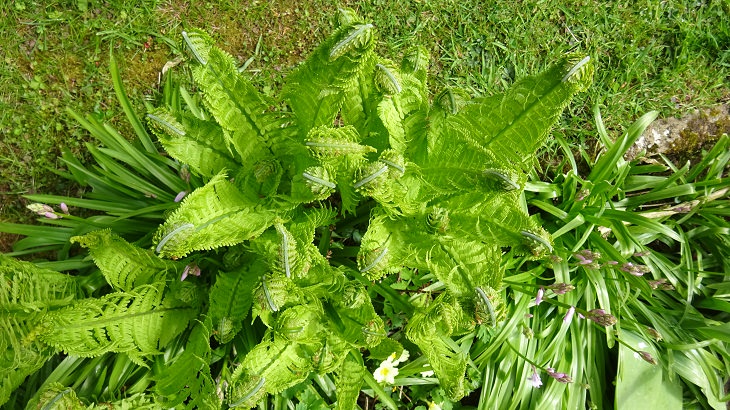 Ostrich Fern Perennial Vegetables