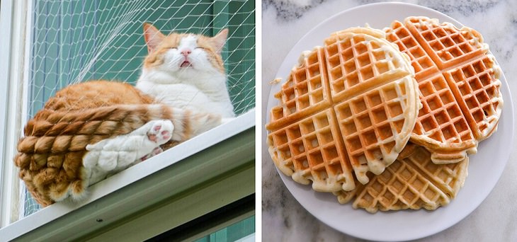 Pictures and photographs of cats that look like or resemble different types of food, Cat with a waffle butt after sleeping on a net