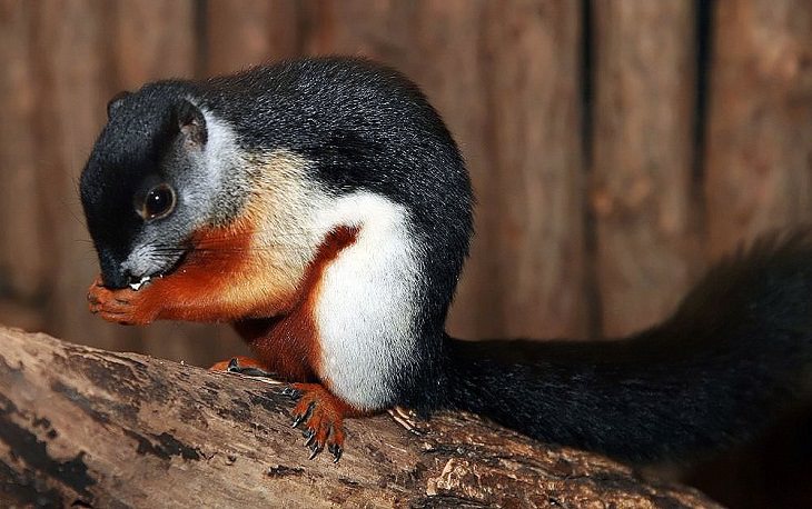 Wild animals frequently kept as exotic pets, Prevost’s Squirrel