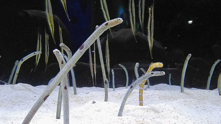 Wild animals frequently kept as exotic pets, Garden Eels