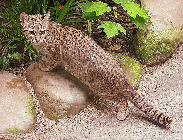 Wild animals frequently kept as exotic pets, Geoffrey’s Cat