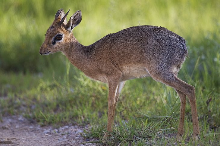 Wild animals frequently kept as exotic pets, Dik Dik