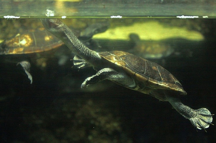 Wild animals frequently kept as exotic pets, Roti Island Snake-necked Turtle