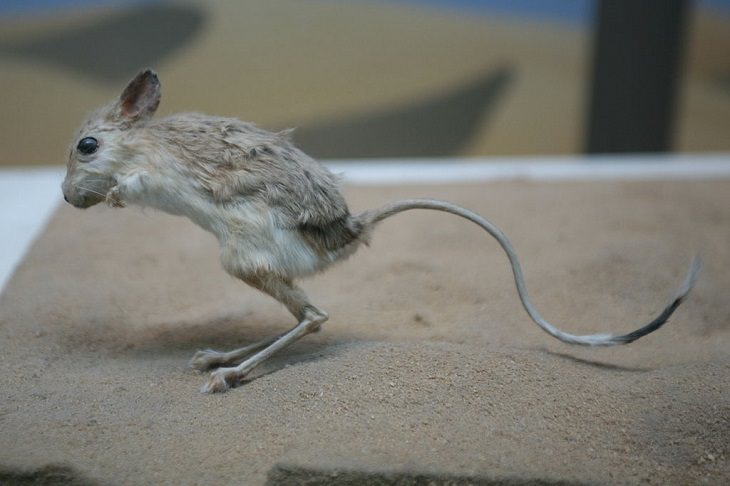 Wild animals frequently kept as exotic pets, Jerboa