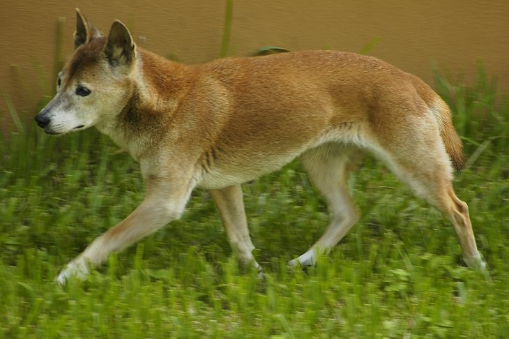 Wild animals frequently kept as exotic pets, New Guinea Singing Dog