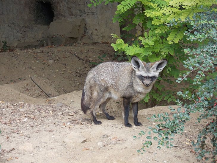Wild animals frequently kept as exotic pets, Bat-Eared Fox