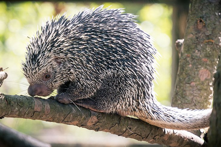 Wild animals frequently kept as exotic pets, Prehensile Tailed Porcupine