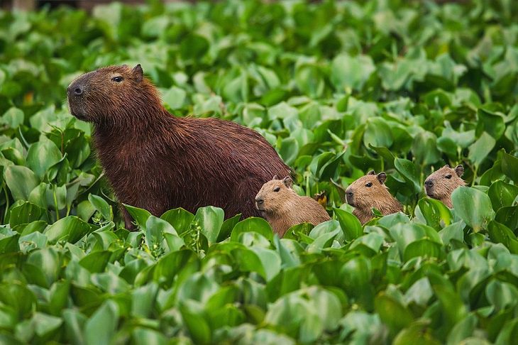 Wild animals frequently kept as exotic pets, Capybara