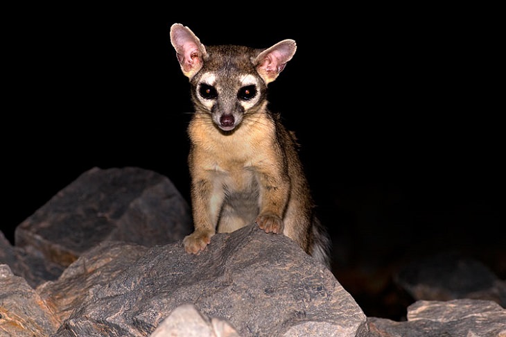 Wild animals frequently kept as exotic pets, Ring-tailed Cat