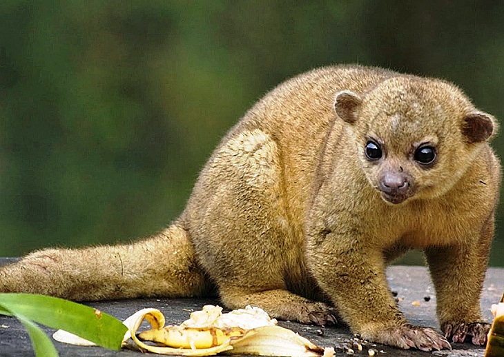 Wild animals frequently kept as exotic pets, Kinkajou