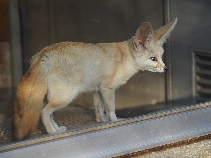 Wild animals frequently kept as exotic pets, Fennec Fox