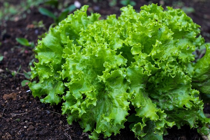 Spring Vegetables Lettuce 