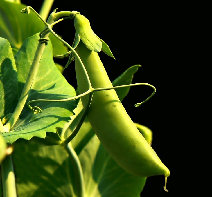 Spring Vegetables Peas 