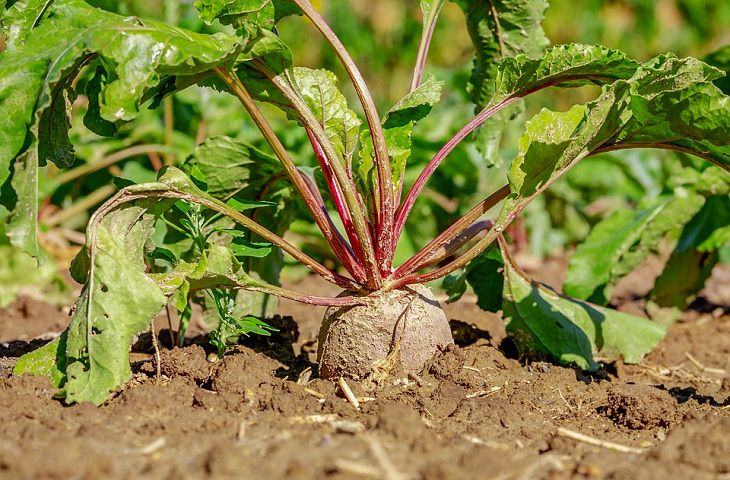 Spring Vegetables.Beets 