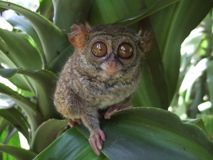 Different and unique species of primates and members of the monkey family you didn't know, Spectral tarsier (Tarsius spectrum)