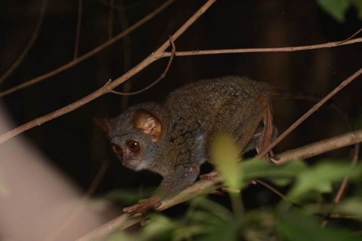 Different and unique species of primates and members of the monkey family you didn't know, Siau Island tarsier (Tarsius tumpara)