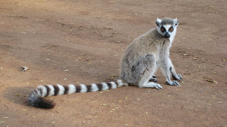Different and unique species of primates and members of the monkey family you didn't know, The ring-tailed lemur (Lemur catta)