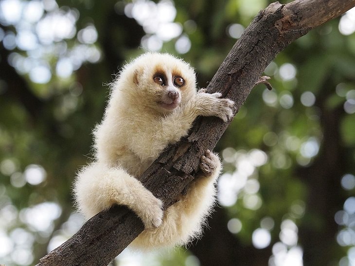 Different and unique species of primates and members of the monkey family you didn't know, Javan slow loris (Nycticebus javanicus)