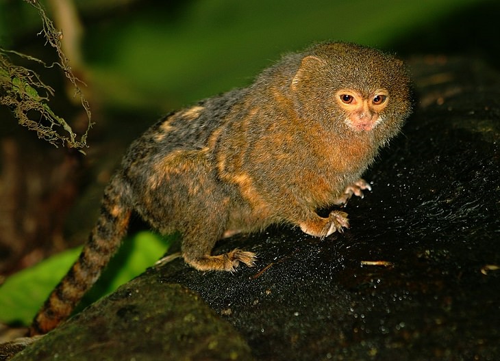 Different and unique species of primates and members of the monkey family you didn't know, Pygmy marmoset (Cebuella pygmaea)