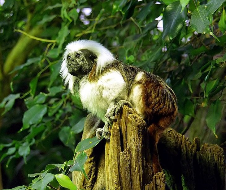 Different and unique species of primates and members of the monkey family you didn't know, Cotton-top tamarin (Saguinus oedipus)