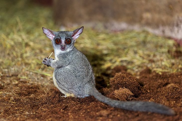 Different and unique species of primates and members of the monkey family you didn't know, Senegal bushbaby (Galago senegalensis)