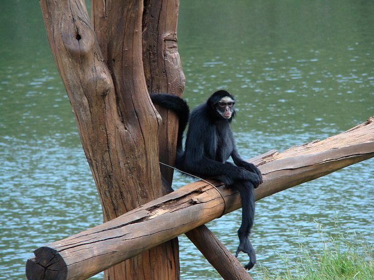 Different and unique species of primates and members of the monkey family you didn't know, White-cheeked spider monkey (Ateles marginatus)