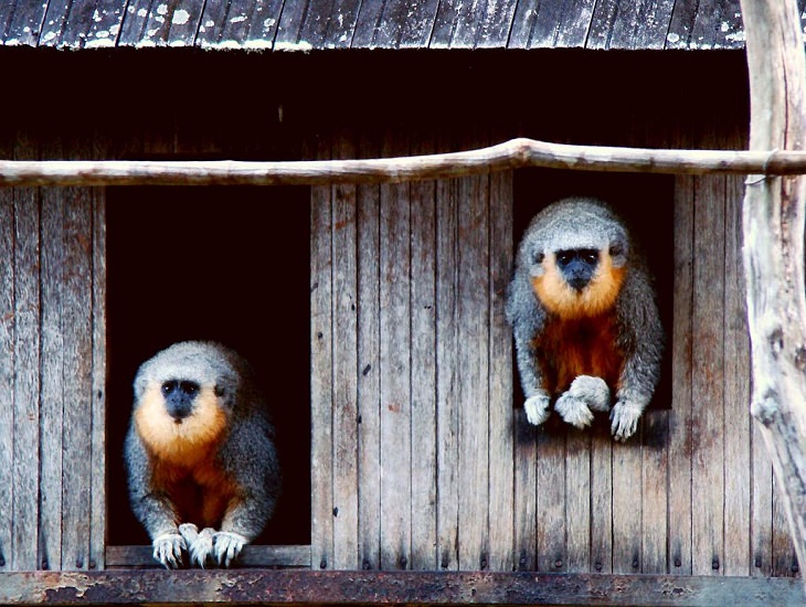 Different and unique species of primates and members of the monkey family you didn't know, Red-bellied titi (Plecturocebus moloch)